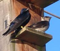 A pair of Purple Martins perched on their nest box.